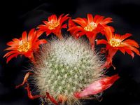 Rebutia senilis v semperflorens