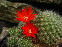 Rebutia senilis var stuemeri