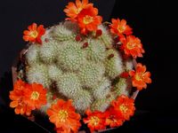 Rebutia senilis