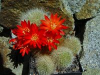 Rebutia senilis2