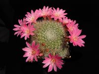 Rebutia spec DH 398