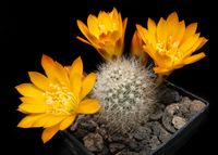 Rebutia spec-2