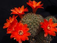 Rebutia spec