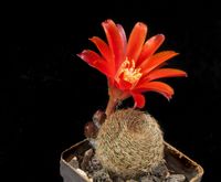 Rebutia theresae KK 1925