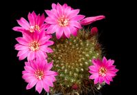 Rebutia violaciflora f. luteispina