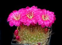 Rebutia violaciflora