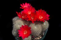 Rebutia wessneriana