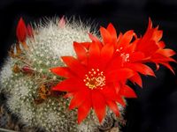 Rebutia winteriana