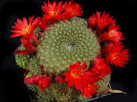 Rebutia xanthocarpa f graciliflora