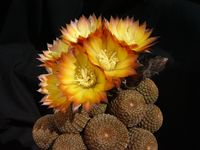 Reicheocactus famatimensis