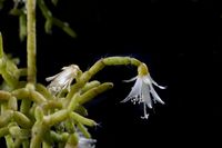 Rhipsalis cereuscula 