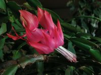 Schlumbergera hyb