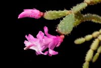 Schlumbergera opuntioides