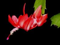 Schlumbergera zavalka