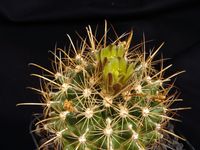 Sclerocactus brevihamatus ssp tobuschii