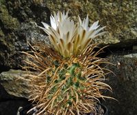 Sclerocactus papyracanthus