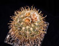 Sclerocactus scheeri (Ancistrocactus megarhizus)