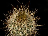 Sclerocactus scheeri