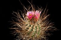 Sclerocactus spinosior ssp blainei RP136e