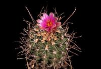 Sclerocactus spinosior ssp blainei SB 1540