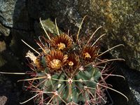 Sclerocactus uncinatus ssp uncinatus