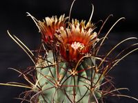 Sclerocactus uncinatus ssp wrightii