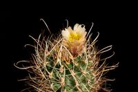 Sclerocactus whipplei ssp busekii SB1086