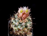 Sclerocactus wrightiae HK1336 