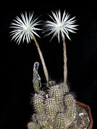 Setiechinopsis mirabilis