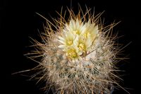 Stenocactus albatus-2