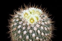 Stenocactus albatus