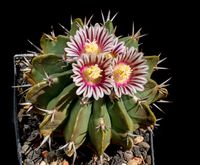 Stenocactus coptonogonus