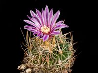 Stenocactus crispatus-2