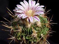 Stenocactus crispatus