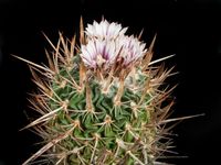 Stenocactus grundicornis