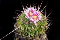 Stenocactus hastatus