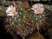 Stenocactus multicostatus