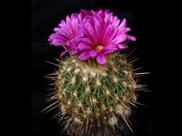 Stenocactus ochoterenanus