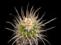 Stenocactus sandia v victoria