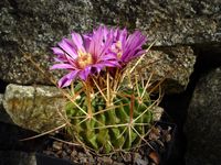 Stenocactus spec albispinus