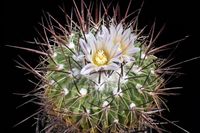 Stenocactus spec 733