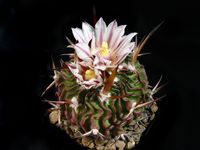 Stenocactus spec 819