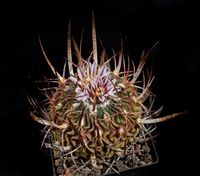 Stenocactus spec curvispinus