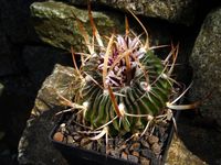 Stenocactus spec gedrehte Dornen