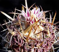 Stenocactus vaupelianus