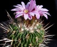 Stenocactus violaciflorus