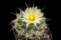 Strombocactus corregidorae KPP1700