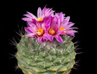 Strombocactus disciformis ssp esperanzae 