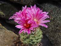 Strombocactus disciformis ssp esperanzae