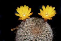 Sulcorebutia albissima HS024